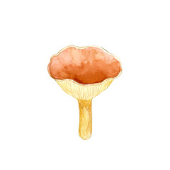 Big Cup Asian Mushroom isolated on the white background.