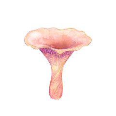 Big Cup Asian Mushroom isolated on the white background.