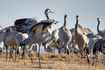 Common Crane, Grus grus, flying big bird in action jumping joyful playing and dancing near Lake Hornborga the nature habitat, Sweden.