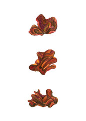 Wood Ear Mushrooms isolated on white background. Chinese Black mushroom set.