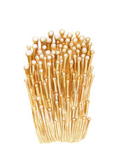 Enoki Mushrooms isolated on the white background. Asian mushrooms group. 