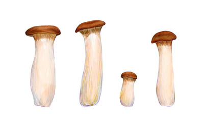 Group of King Oyster Mushrooms isolated on the white background. Asian mushroom.
