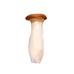 King Oyster Mushroom isolated on the white background. Asian mushroom.