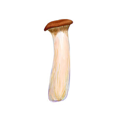 King Oyster Mushroom isolated on the white background. Asian mushroom.