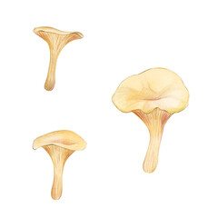 Oyster Mushrooms isolated on white background. Asian mushrooms set.