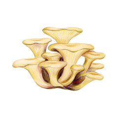 Oyster Mushrooms isolated on white background. Asian mushrooms set.
