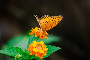 ヒョウモンチョウと花