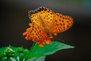 ヒョウモンチョウと花