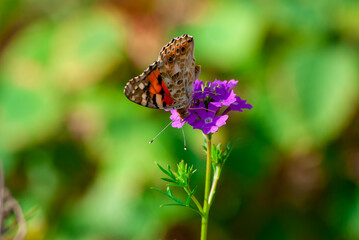 ヒョウモンチョウと花