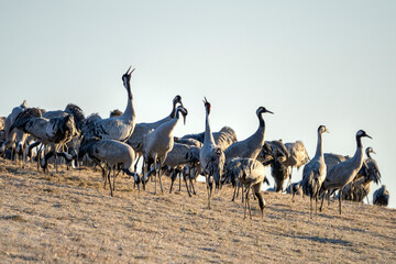 Common Crane, Grus grus, flying big bird in action jumping joyful playing and dancing near Lake Hornborga the nature habitat, Sweden.