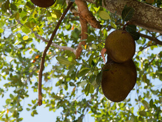 パラミツ　ジャックフルーツ