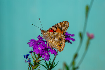 ヒョウモンチョウと花