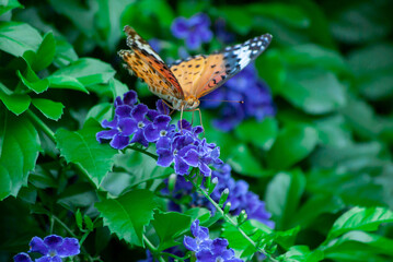 ヒョウモンチョウと花