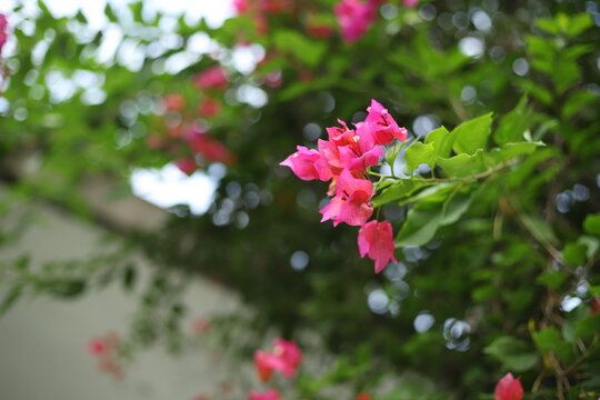 red Bougainvillea flowers with green leaves for walpaper and design