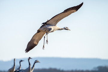 Common Crane, Grus grus, flying big bird in action jumping joyful playing and dancing near Lake Hornborga the nature habitat, Sweden.