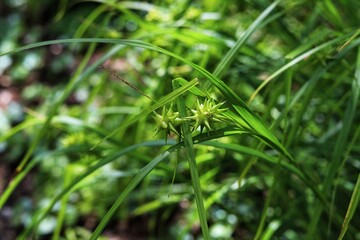 Carex flava. Yellow sedge, wild plant.