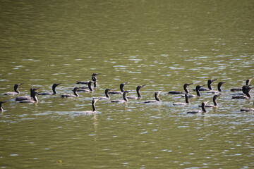 Flock of Little cormorant.