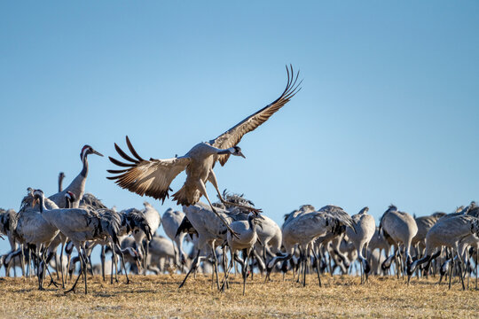 Common Crane, Grus grus, flying big bird in action jumping joyful playing and dancing near Lake Hornborga the nature habitat, Sweden.