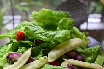 Sugar snap peas in different colours on a salad bed