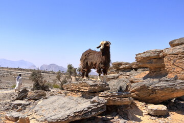 A Goat in Jebel Shams Mountains, Oman