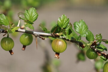 green gooseberries on a branch