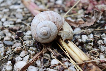 white snail on the ground