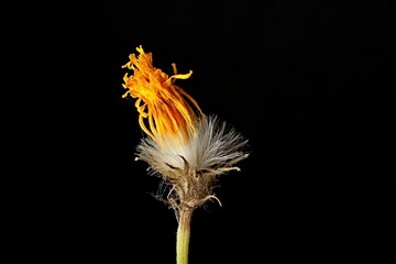 the yellow flower withered and became a dandelion on a black background