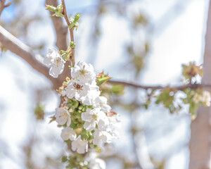 Spring bumble bee on cherry blossom blue background sky pink flowers blooming.