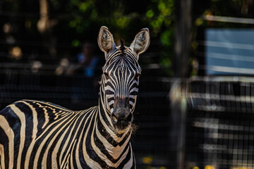 portrait of zebra close up