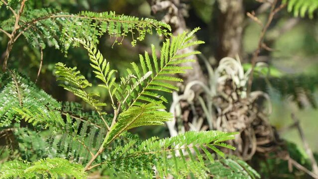 Beautiful green leaves of golden yellow poinciana, peltophorum dubium swaying in the summer breeze close up shot at daytime.