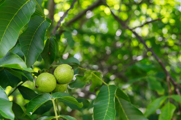 Unripe walnuts growing on a tree in the garden.