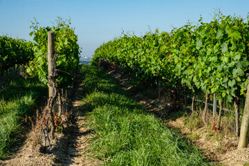 Fototapeta premium viñedos, comarca del Somontano de Barbastro, Huesca, Aragón, Spain