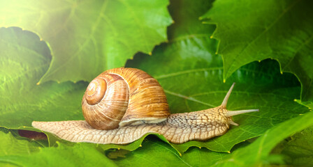 Grape snail on green and juicy grape leaves