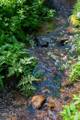 Small stream in the forest among green thickets