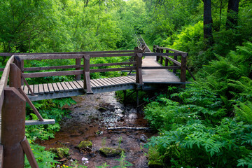 Fototapeta premium Wooden path and footbridge over a stream in a lush green forest. Walk outdoors.