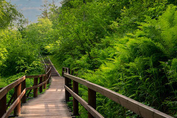 Wooden path with railings in a lush green forest. Walk outdoors.