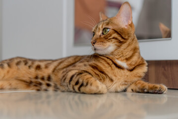 Bengal cat lies relaxed and confident on the floor of the house.