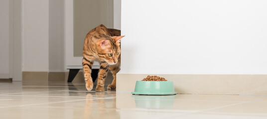 Bengal cat peeks around the corner, looks at a bowl of food, against the background of the room.
