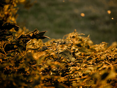 orties golden hour