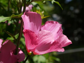 Hibiskus © Alexandra S.