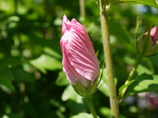 Hibiskus © Alexandra S.