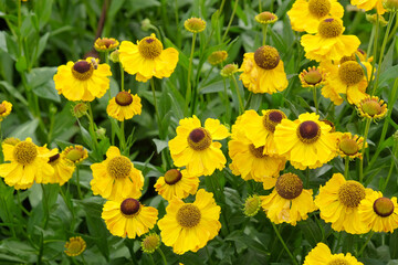 Yellow helenium 'Wesergold' in flower.