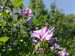 Hibiskus © Alexandra S.