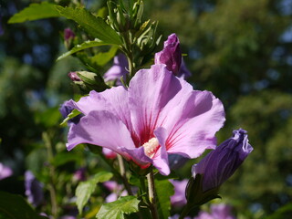 Hibiskus © Alexandra S.
