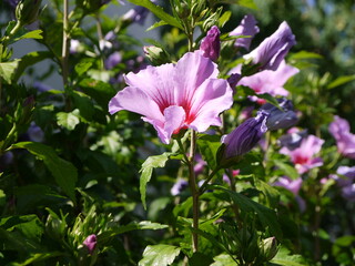 Hibiskus © Alexandra S.