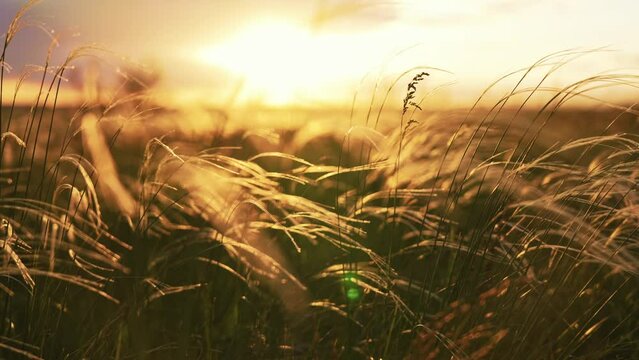 Close-up wheat spikelets on field on beautiful nature sunset andscape on sun rays . Grown rich harvest . Areas of agricultural plant production. Healthy food. Summer season and warm weather on rural.