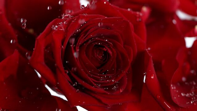 Super slow motion shot of water drops falling and splashing on red rose bloom at 1000 fps.