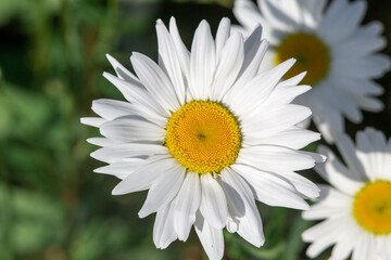 Beautiful white chamomile alone on a green background