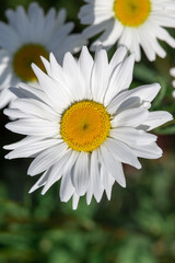 Fototapeta premium Beautiful white chamomile alone on a green background