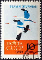 USSR-circa 1962: postage stamp printed in the USSR with the image and inscription in Russian White crane , from the series Birds . circa 1962